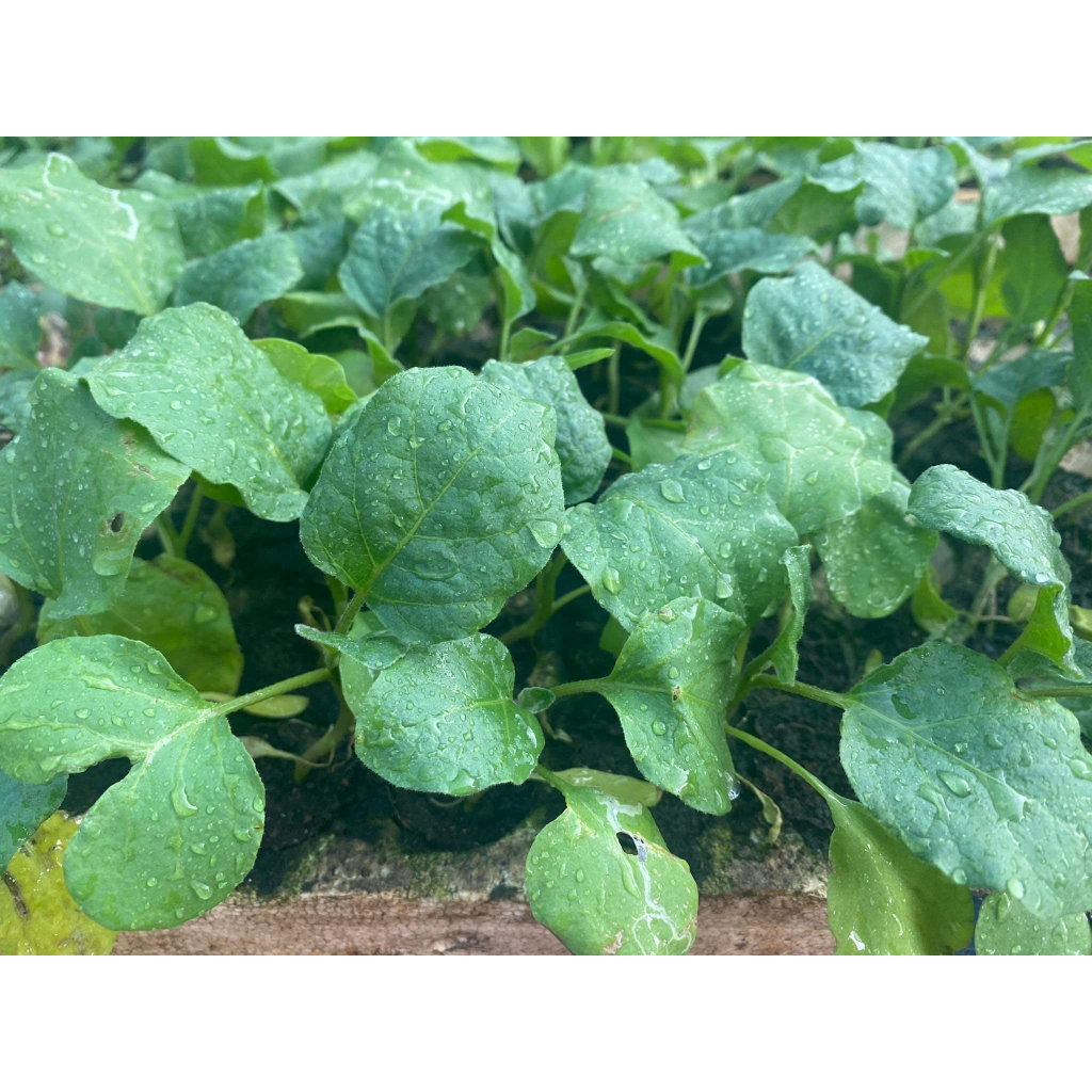 CÂY CON CÀ TÍM COMBO 2 CÂY