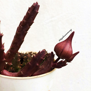 Cây sao biển bò tái