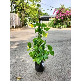Cây huynh đệ leo giàn