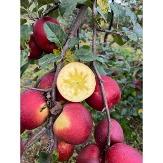 giống táo mật(giống siêu tốt)
