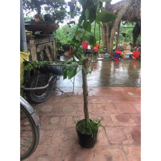Hoa giấy tím huế
