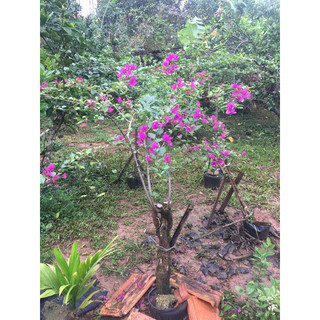 Hoa giấy tím huế