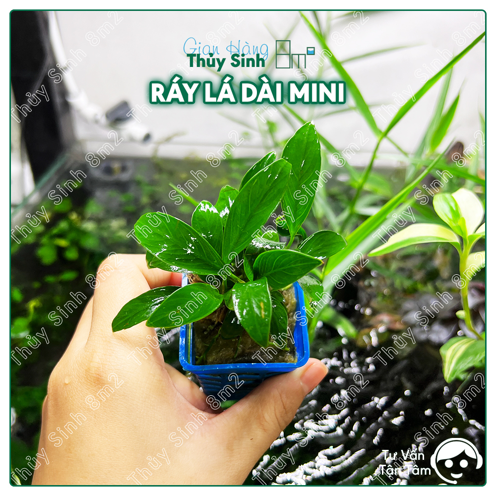 Ráy Lá Dài, Ráy Thủy Sinh | Cây Thủy Sinh KHÔNG CO2, Giá Thể, Trung Cảnh | 8m2