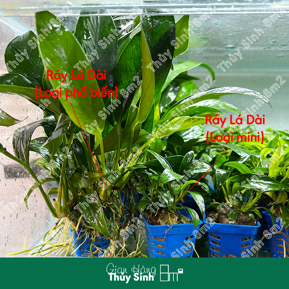 Ráy Lá Dài, Ráy Thủy Sinh | Cây Thủy Sinh KHÔNG CO2, Giá Thể, Trung Cảnh | 8m2