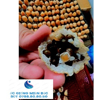 Trứng ốc thái lan giống 5 ổ