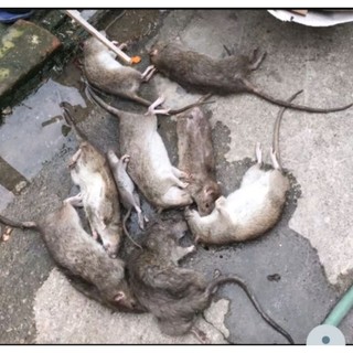 THUỐC DIỆT CHUỘT 🐁🐁 CHẾT SIÊU NHANH