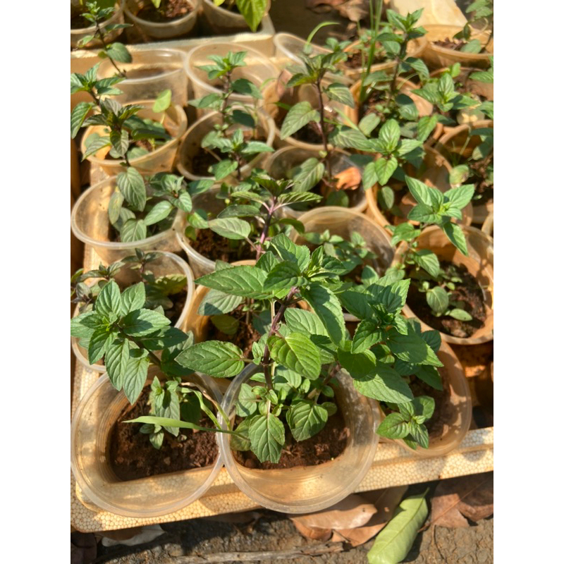 Cây bạc hà chocomint