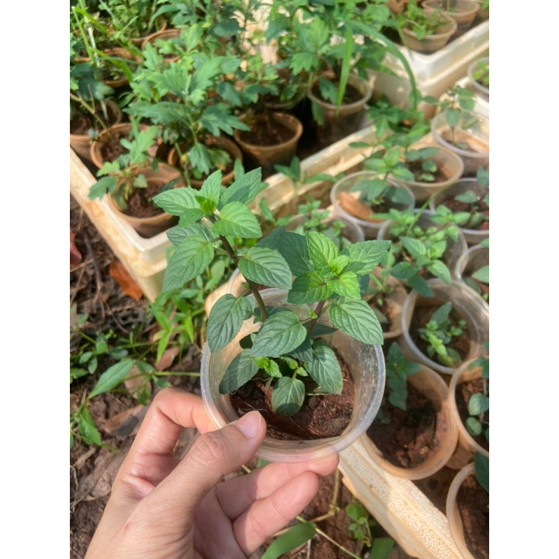 Cây bạc hà chocomint