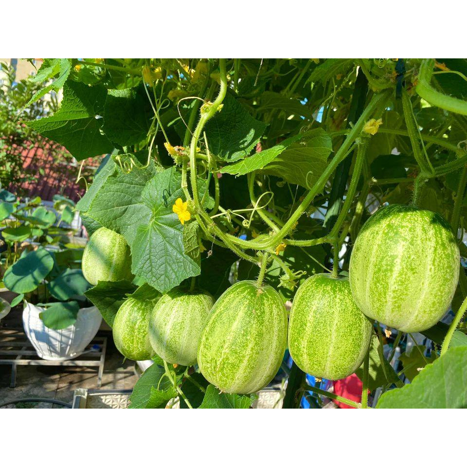 Hạt giống Dưa chuột miêu Thái