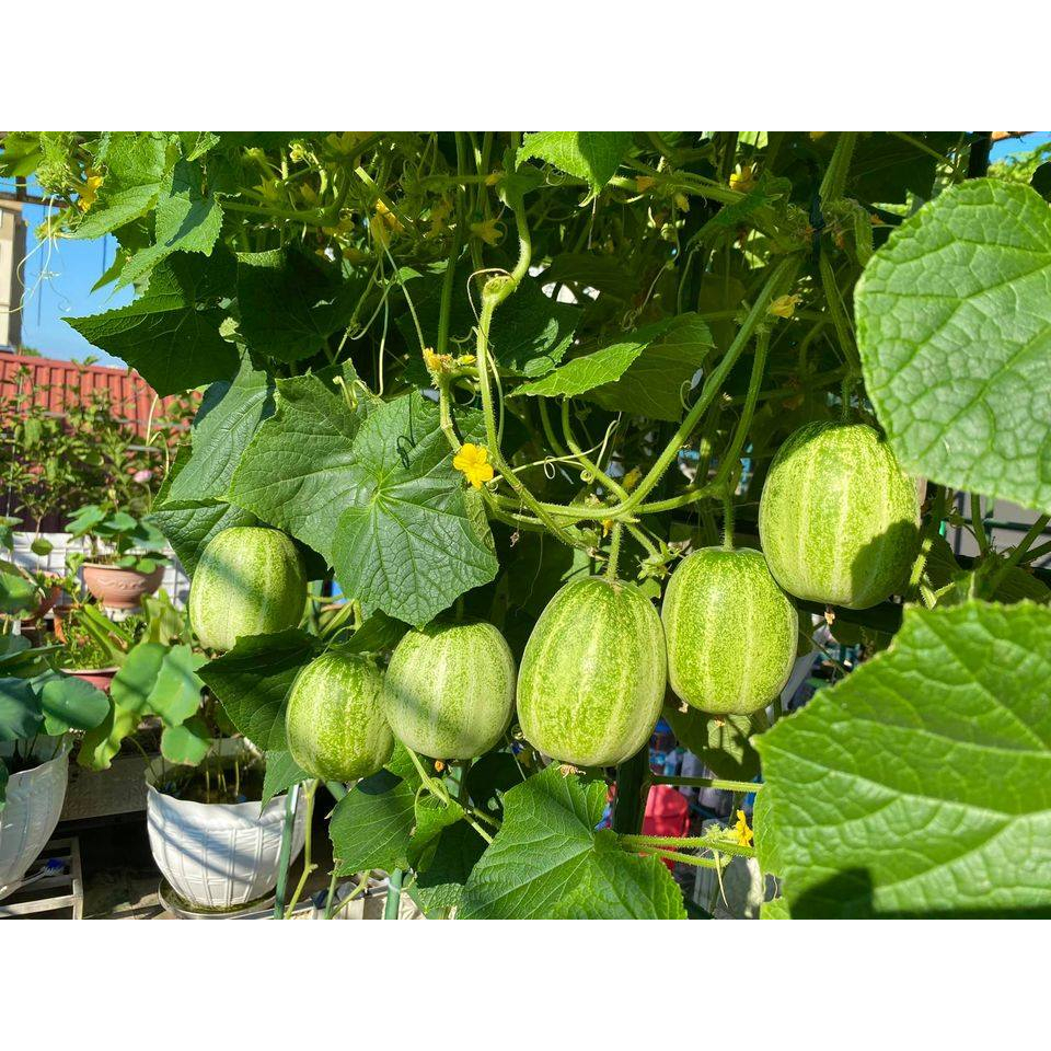 Hạt giống Dưa chuột miêu Thái