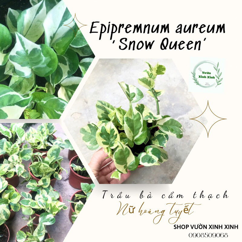 Trầu bà cẩm thạch / trầu bà sữa / nữ hoàng tuyết / Epipremnum aureum ‘Snow Queen’