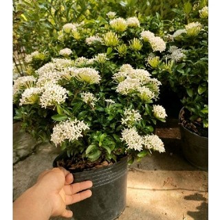 Trang Trắng thái lá nhỏ (cao 30 - 40cm)