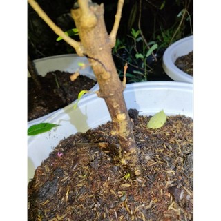 Chậu Mai chiếu thủy trung nu ( cây giống cao 15-20cm )