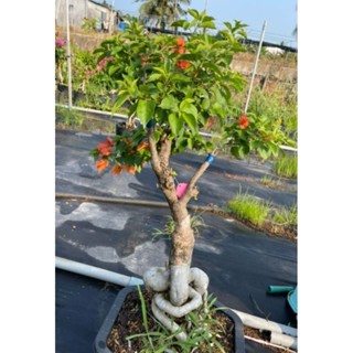 Cây hoa giấy đỏ lửa red briza