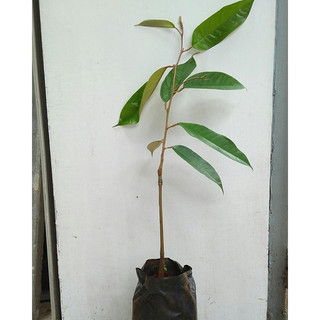 combo 2 cây sầu riêng ruột đỏ ghép(giống siêu tốt)