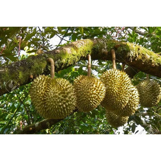combo 2 cây sầu riêng ruột đỏ ghép(giống siêu tốt)