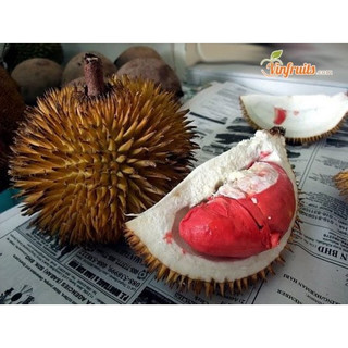 combo 2 cây sầu riêng ruột đỏ ghép(giống siêu tốt)
