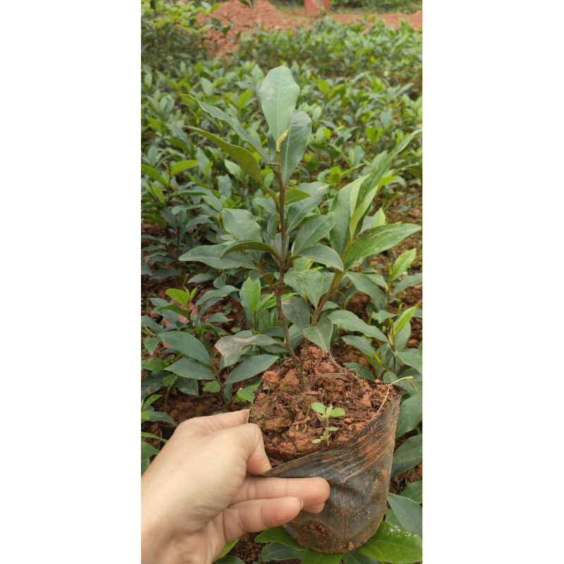 Cây lan tiêu cao 25cm