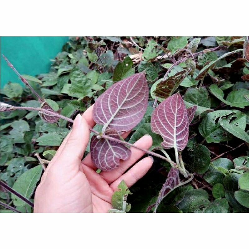 1kg lá mơ lông tam thể