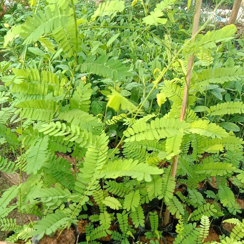 Cây cam thảo dây giống