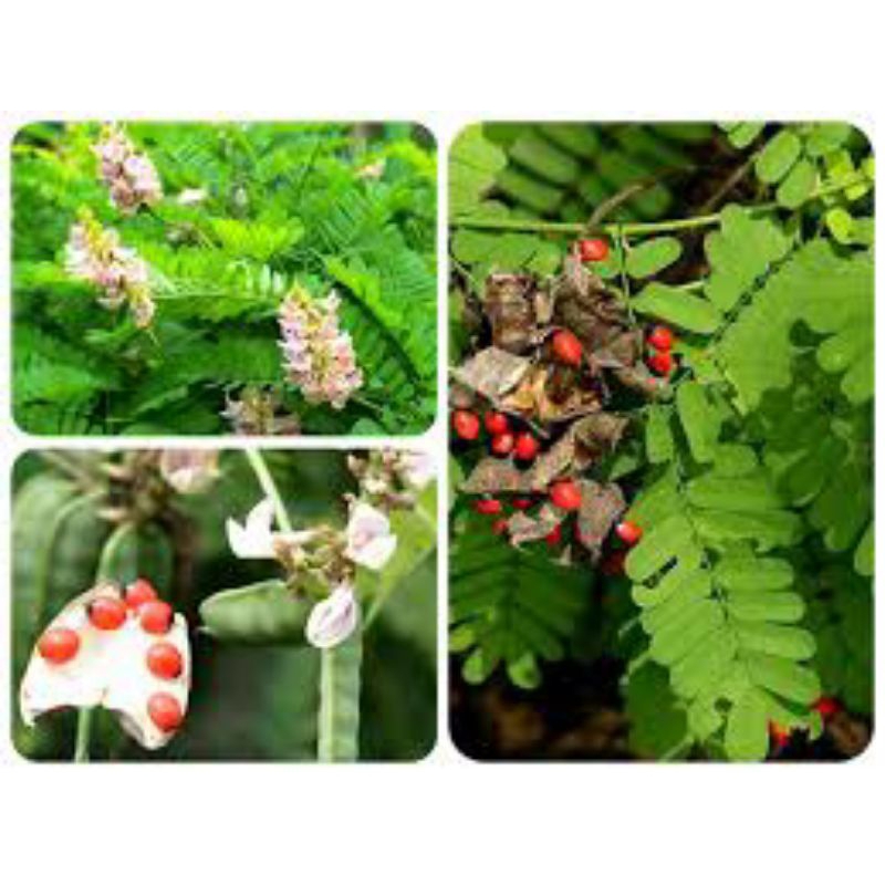 Cây cam thảo dây giống