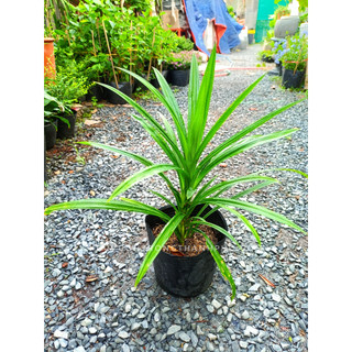 Cây dứa nếp thơm 25-30cm