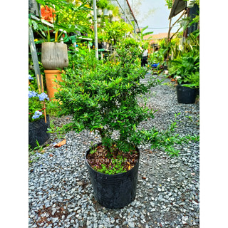 Cây linh sam,linh sam núi, cây ba chia lá nhỏ