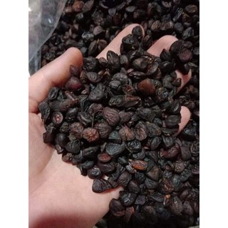 Hạt dổi nếp cổ thụ Tây Bắc