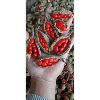 Hạt dổi nếp cổ thụ Tây Bắc