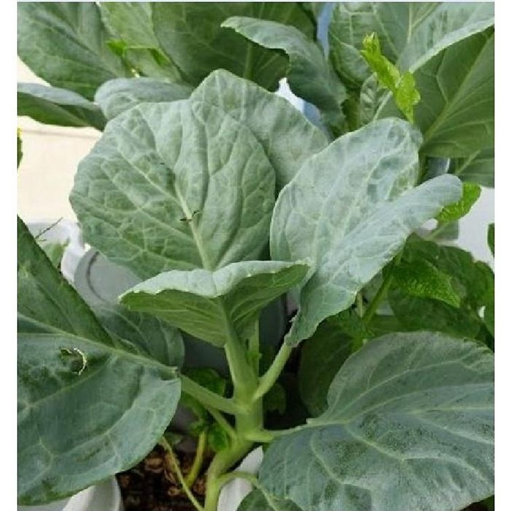 Hạt giống cải rổ gói 5 gram