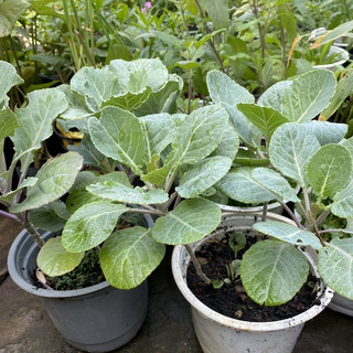Hạt giống cải rổ gói 5 gram