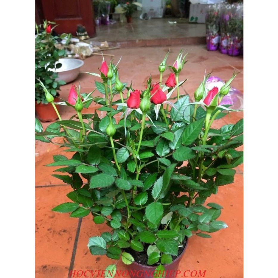 GỐC HOA HỒNG LÙN SIÊU NỤ - KHÁCH ĐƯỢC CHỌN MÀU