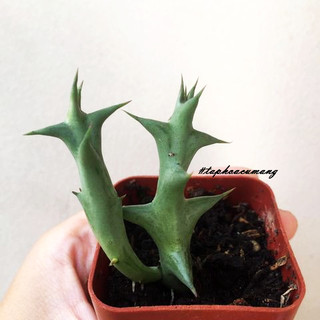 Cây sao biển Hoa mai