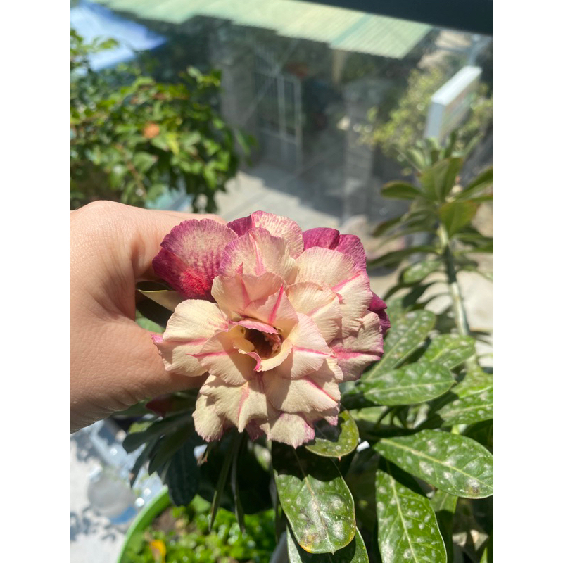 hạt giống sứ thái hoa cánh kép màu purple gold/ quỳnh chi