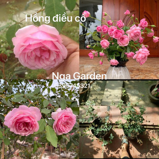 Cây hoa hồng điều cổ hoa hồng cổ