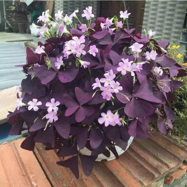 10 Củ Giống Hoa Bướm Đêm -