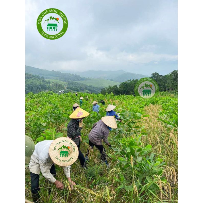 LÚA NƯƠNG - Gạo Tẻ