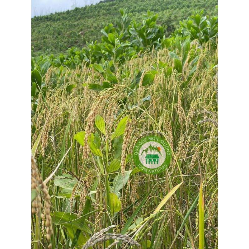 LÚA NƯƠNG - Gạo Tẻ