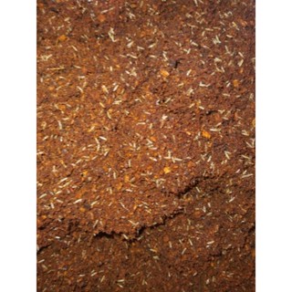 TRỨNG DẾ THÁI VÀNG SIÊU NHIỀU TRỨNG NUÔI CHO CHIM CÁ BÒ SÁT ....