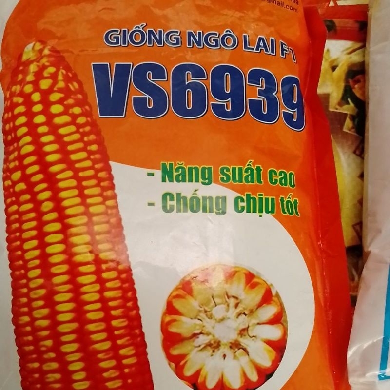 giống ngô VS6939