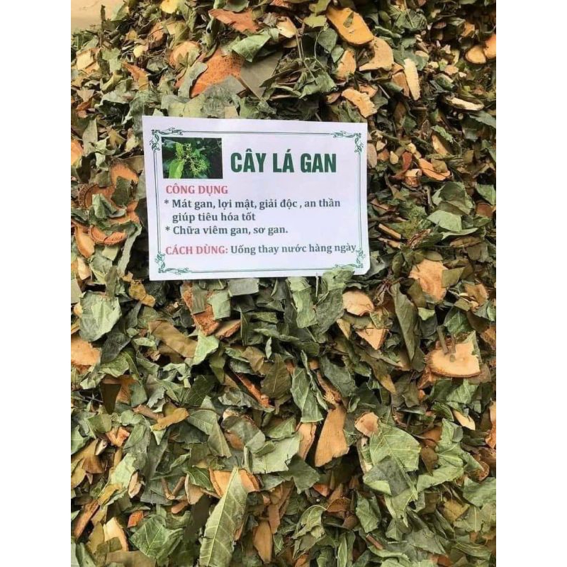 Cây lá gan giúp giải độc gan, hạ men gan, men gan cao