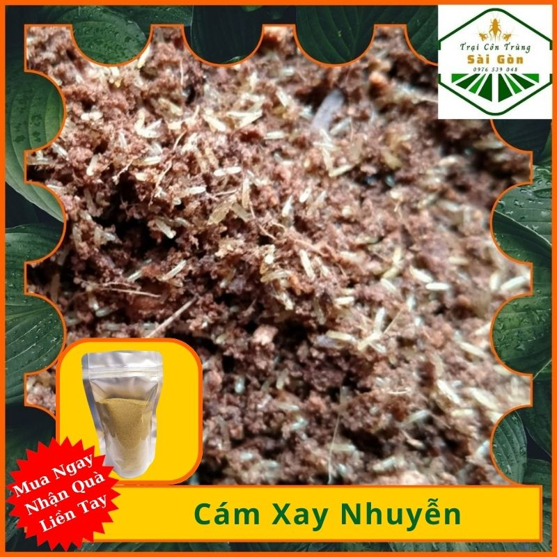 Tr.ứ.n.g D..ế Mèn Thái Vàng 48h- Thứ.c Ă.n Ch.o G.à, K.ỳ Nh.ô.ng,T.ắ.c K.è- Trại Côn Trùng Sài Gòn