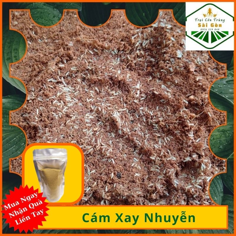 combo 3 T..rứ.ng 48h- Tr.ứ.ng D..ế Mèn Thái Vàng- T.hứ.c Ă.n Chă.n N.u.ôi Giá Hời- Trại Côn Trùng Sài Gòn