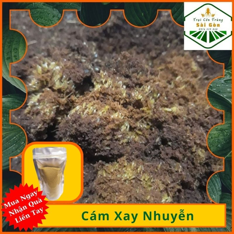 T.rứ.n.g D...ế Mèn Thái Vàng 24h- Thứ.c Ă.n Ch.ăn Nu.ô.i Giá Rẻ, Lợi Nhuận Cao- Trại Côn Trùng Sài Gòn