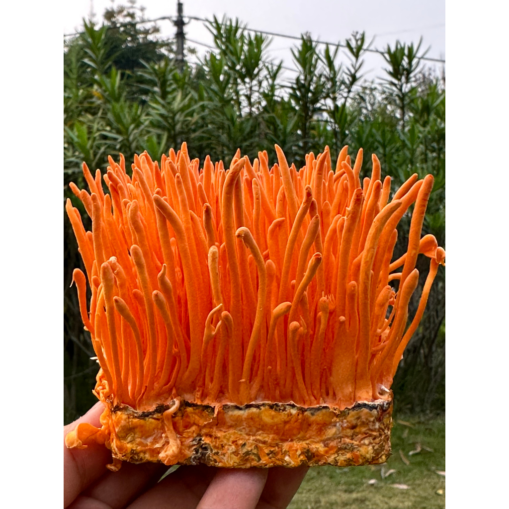 Nấm Đông Trùng hạ thảo tươi - Hàng chính hãng