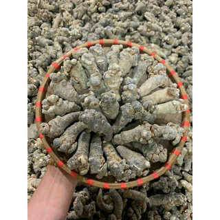 Củ tam thất bắc khô - hỗ trợ tiêu u - loại đặc biệt chất lượng tốt
