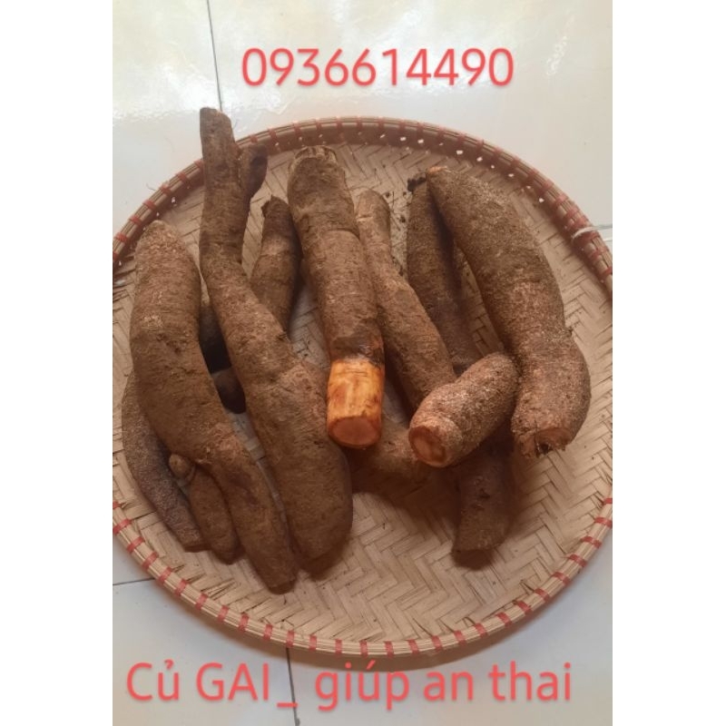 Củ Gai tươi (giúp An thai cho bà bầu) loại to đẹp loại_1kg y hình