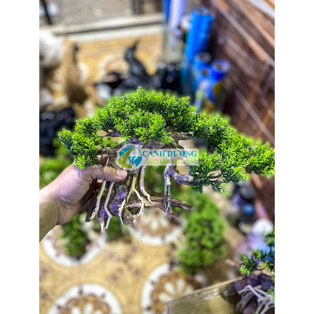 Cây lũa bon sai trang trí hồ cá