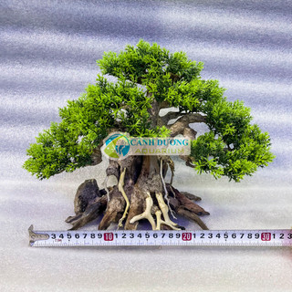Cây lũa bon sai trang trí hồ cá