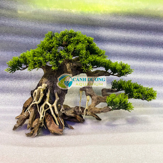 Cây lũa bon sai trang trí hồ cá
